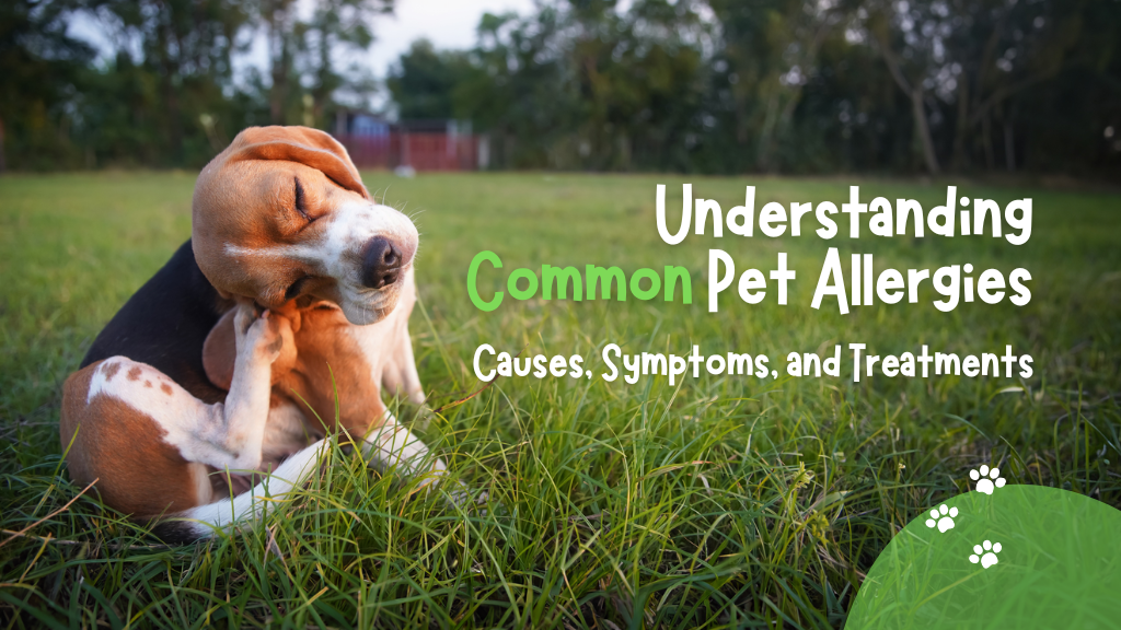 Understanding Common Pet Allergies: Causes, Symptoms, and Treatments Understanding Common Pet Allergies: Causes, Symptoms, and Treatments